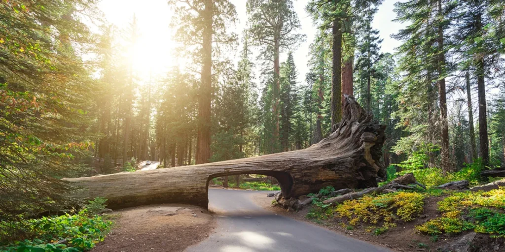 US National Park : Sequoia National Park