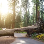 US National Park : Sequoia National Park