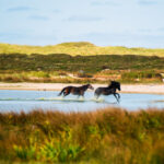 National Parks in Canada : Sable Island National Park Reserve