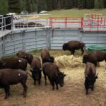 National Parks in India : Bison National Park
