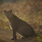 National Parks in India : Satpura National Park